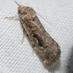 Thoracolopha sp. (2) (MoV, Part 9) (A Noctuid moth (Acronictinae)) at Freshwater Creek, VIC - 25 Feb 2024 by WendyEM