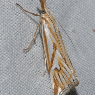 Hednota pleniferellus (A Grass moth) at Freshwater Creek, VIC - 25 Feb 2024 by WendyEM