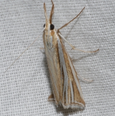 Hednota relatalis (A Crambid moth) at Freshwater Creek, VIC - 25 Feb 2024 by WendyEM