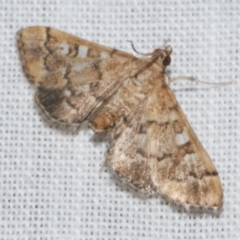 Unidentified Pyralid or Snout Moth (Pyralidae & Crambidae) at Freshwater Creek, VIC - 25 Feb 2024 by WendyEM