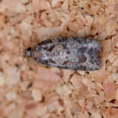 Capua dura (A Tortricid moth) at Moruya, NSW - 12 Apr 2024 by LisaH