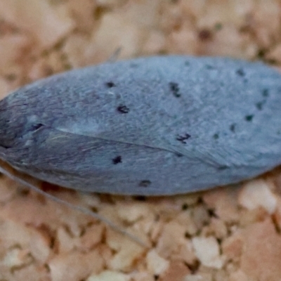 Acantholena siccella at Moruya, NSW - 12 Apr 2024 by LisaH