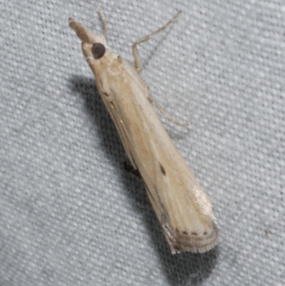 Faveria tritalis (Couchgrass Webworm) at Freshwater Creek, VIC - 25 Feb 2024 by WendyEM