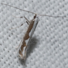 Dialectica scalariella (Echium Leaf Miner) - 1 Jan 1900 by WendyEM