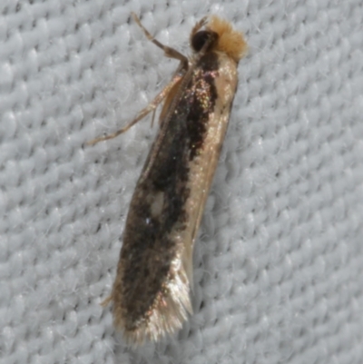 Monopis crocicapitella (Bird Nest Moth) at Freshwater Creek, VIC - 25 Feb 2024 by WendyEM