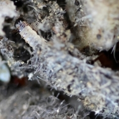 Tineoidea (superfamily) (Clothes and Bag moths, and close relatives) at Moruya, NSW - 12 Apr 2024 by LisaH