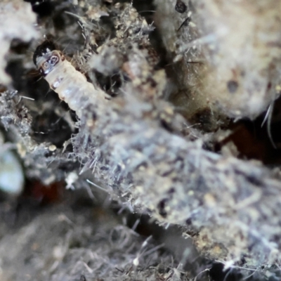 Tineoidea (superfamily) (Clothes and Bag moths, and close relatives) at Moruya, NSW - 12 Apr 2024 by LisaH