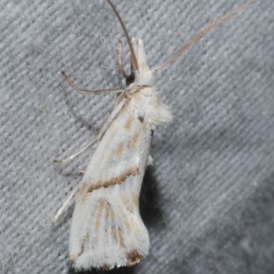 Heliocosma argyroleuca (A tortrix or leafroller moth) at Freshwater Creek, VIC - 25 Feb 2024 by WendyEM