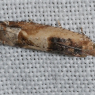 Crocidosema plebejana (Cotton Tipworm Moth) at Freshwater Creek, VIC - 25 Feb 2024 by WendyEM