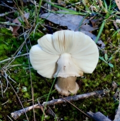 Unidentified Fungus at Moruya, NSW - 12 Apr 2024 by LisaH
