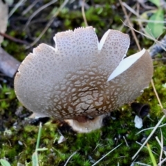 Amanita sp. at Moruya, NSW - suppressed