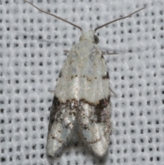 Tracholena sulfurosa (A tortrix moth) at Freshwater Creek, VIC - 25 Feb 2024 by WendyEM