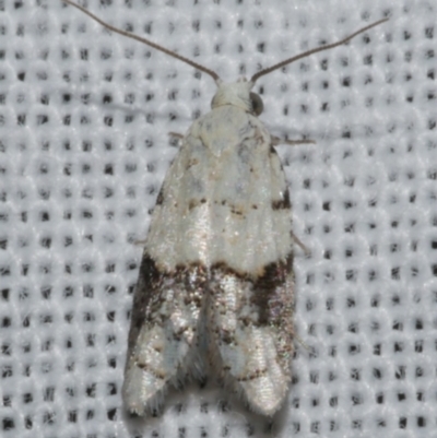 Tracholena sulfurosa (A tortrix moth) at Freshwater Creek, VIC - 25 Feb 2024 by WendyEM