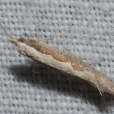 Plutella xylostella (Diamondback Moth) at Freshwater Creek, VIC - 25 Feb 2024 by WendyEM