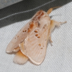 Pseudanapaea (genus) (A cup moth) at Freshwater Creek, VIC - 25 Feb 2024 by WendyEM
