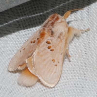 Pseudanapaea (genus) (A cup moth) at Freshwater Creek, VIC - 25 Feb 2024 by WendyEM