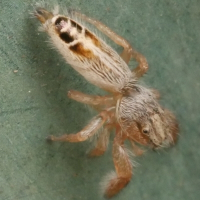 Unidentified Jumping or peacock spider (Salticidae) at Freshwater Creek, VIC - 25 Feb 2024 by WendyEM