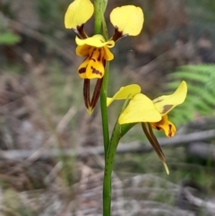 Diuris sulphurea (Tiger Orchid) at Paddys River, ACT - 22 Oct 2023 by Venture