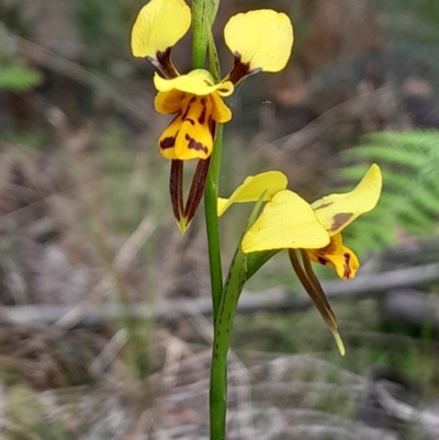 Diuris sulphurea (Tiger Orchid) at Paddys River, ACT - 22 Oct 2023 by Venture