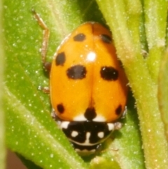 Hippodamia variegata (Spotted Amber Ladybird) at Freshwater Creek, VIC - 25 Feb 2024 by WendyEM