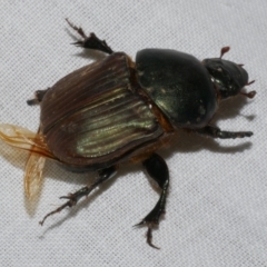 Unidentified Scarab beetle (Scarabaeidae) at Freshwater Creek, VIC - 25 Feb 2024 by WendyEM