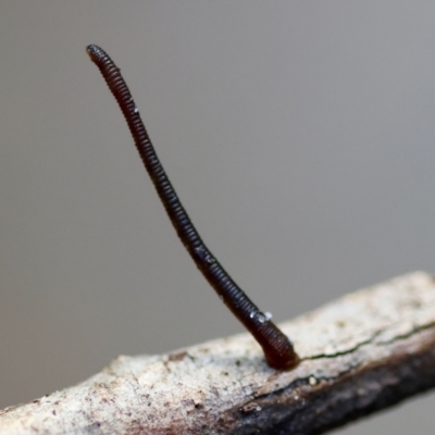 Hirudinea sp. (Class) (Unidentified Leech) at Moruya, NSW - 12 Apr 2024 by LisaH
