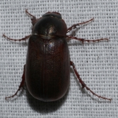 Unverified Scarab beetle (Scarabaeidae) at Freshwater Creek, VIC - 25 Feb 2024 by WendyEM