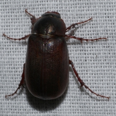 Unidentified Scarab beetle (Scarabaeidae) at Freshwater Creek, VIC - 25 Feb 2024 by WendyEM