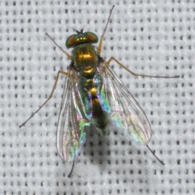 Sciapodinae (subfamily) (A long-legged fly) at Freshwater Creek, VIC - 25 Feb 2024 by WendyEM