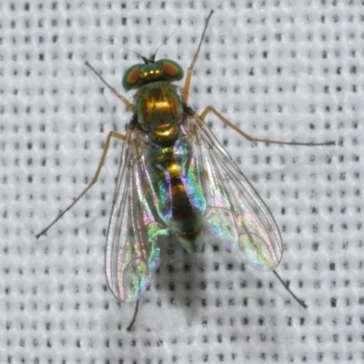 Unidentified Long-legged Fly (Dolichopodidae) at Freshwater Creek, VIC - 25 Feb 2024 by WendyEM