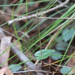 Acianthus sp. (Mayflower Orchid) at Moruya, NSW - 12 Apr 2024 by LisaH