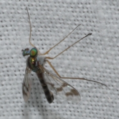 Dolichopodidae sp. (Family) at Freshwater Creek, VIC - 25 Feb 2024 by WendyEM