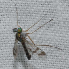 Unidentified Long-legged Fly (Dolichopodidae) at Freshwater Creek, VIC - 25 Feb 2024 by WendyEM