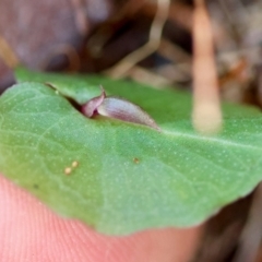 Corybas aconitiflorus (Spurred Helmet Orchid) at Moruya, NSW - 12 Apr 2024 by LisaH