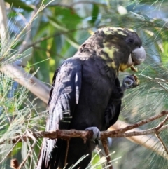 Calyptorhynchus lathami (Glossy Black-Cockatoo) at Moruya, NSW - 12 Apr 2024 by LisaH