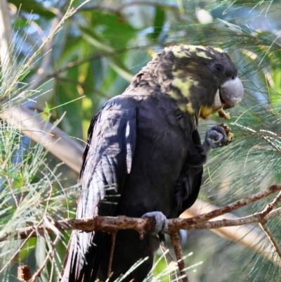 Calyptorhynchus lathami (Glossy Black-Cockatoo) at Moruya, NSW - 12 Apr 2024 by LisaH