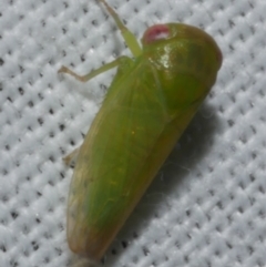 Unidentified Leafhopper or planthopper (Hemiptera, several families) at Freshwater Creek, VIC - 25 Feb 2024 by WendyEM