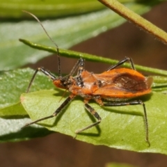Gminatus australis (Orange assassin bug) at Freshwater Creek, VIC - 25 Feb 2024 by WendyEM