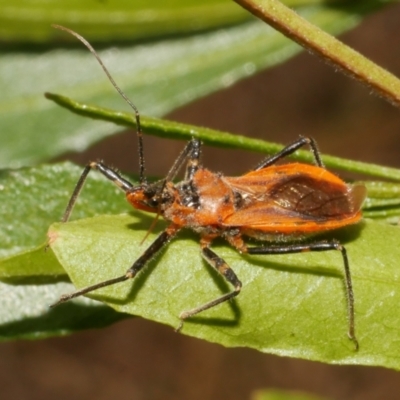 Gminatus australis (Orange assassin bug) at Freshwater Creek, VIC - 25 Feb 2024 by WendyEM