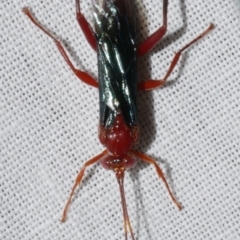 Lissopimpla excelsa at Freshwater Creek, VIC - 25 Feb 2024 by WendyEM