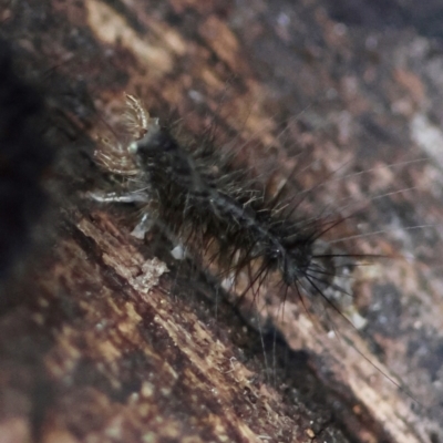 Coleoptera (order) immature at  - suppressed by LisaH