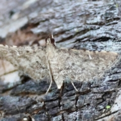 Metasia capnochroa (Smokey Metasia Moth) at Moruya, NSW - 12 Apr 2024 by LisaH