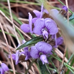 Hovea heterophylla (Common Hovea) at Paddys River, ACT - 13 Aug 2023 by Venture