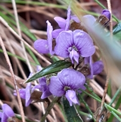 Hovea heterophylla (Common Hovea) at Tidbinbilla Nature Reserve - 13 Aug 2023 by Venture