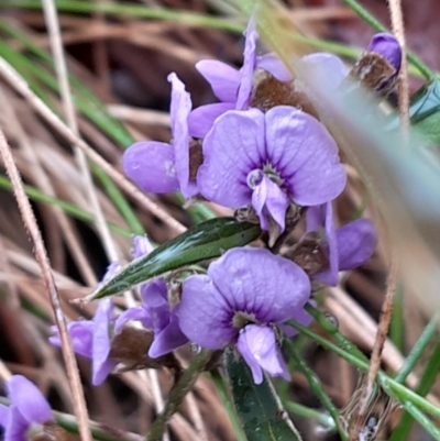 Hovea heterophylla (Common Hovea) at Paddys River, ACT - 13 Aug 2023 by Venture