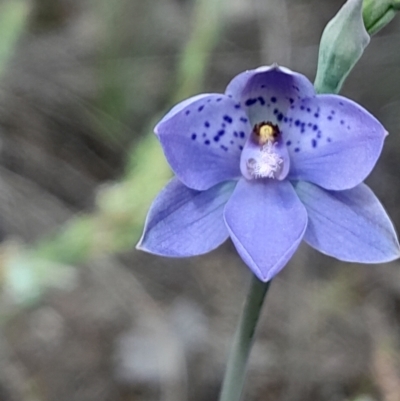Thelymitra juncifolia (Dotted Sun Orchid) at Black Mountain - 3 Oct 2023 by Venture