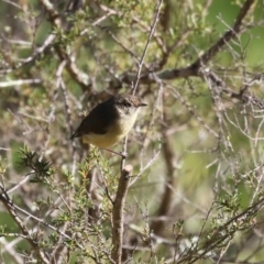 Acanthiza reguloides (Buff-rumped Thornbill) at Tharwa, ACT - 12 Apr 2024 by RodDeb