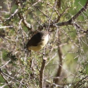 Acanthiza reguloides at Namadgi National Park - 12 Apr 2024