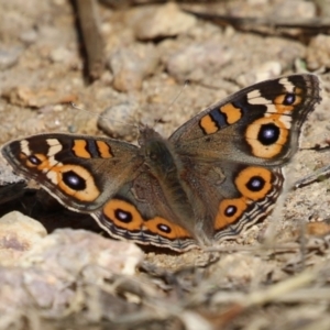 Junonia villida at Namadgi National Park - 12 Apr 2024 01:30 PM