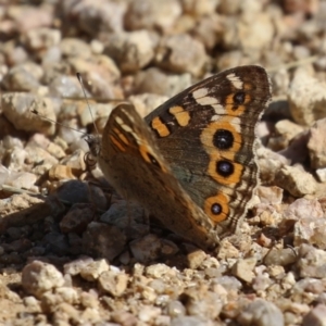 Junonia villida at Namadgi National Park - 12 Apr 2024 01:30 PM